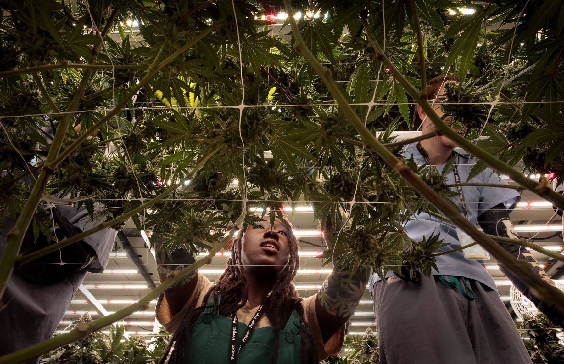 Booming Missouri cannabis industry looks to soar higher with amendment passage